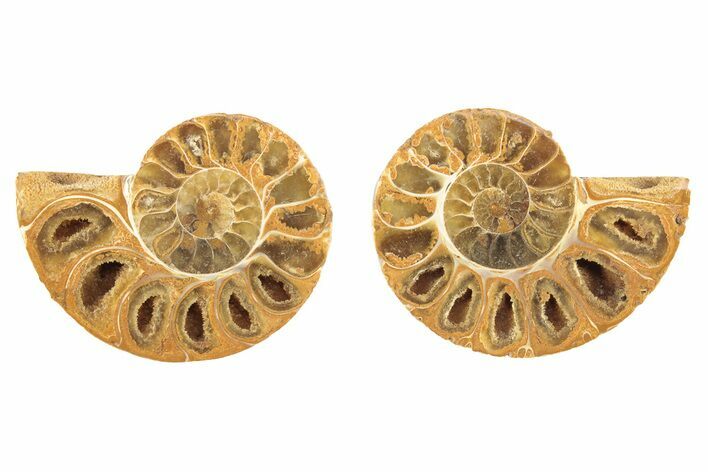 112mm Pair Ammonite Split Polished newest Madagascar Fossil Ammoniten Jurassic crystal